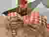 sandwich