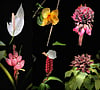 Collage of flowers of Martinique. PHOTO BY ADAM WAXMAN/DINE MAGAZINE