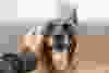 Man's hand is stroking a dog
