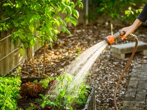 Watering salad in raised bed in garden. Gardening in spring time.