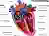 anatomy of a healthy heartbeat