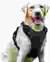 Rabbitgoo Dog Harness