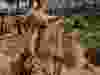 safari