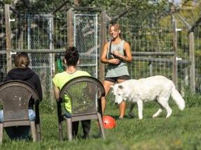 wolf dog sanctuary