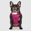 The Everything Mesh Dog Harness