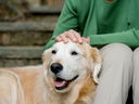 How to care for senior pets.
