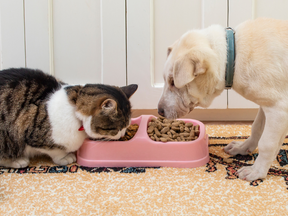 Cat and dog friends eating together dry food, from a pink plastic bowl
