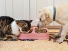 Cat and dog friends eating together dry food, from a pink plastic bowl